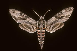 Agrius convolvuli