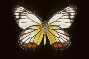 Delias hyparete/Männlich von Augustus Kollner