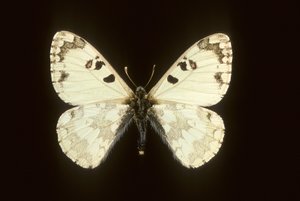 Hypermnestra helios von Augustus Kollner