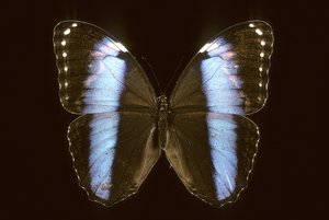 Morpho achilles/Männlich