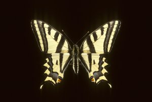 Papilio alexanor/Alexanor von Augustus Kollner
