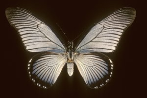 Papilio zalmoxis/Blaues Segelboot von Augustus Kollner