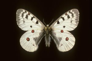 Parnassius phoebus/Kleiner Apollo von Augustus Kollner