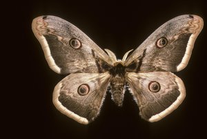Saturnia pyri/Großer Nachtpfau
