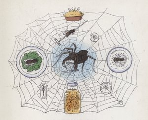 Spinne in ihrem Netz, umgeben von Nahrung von Charles Henry (after) Bennett