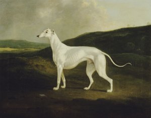 Ein Windhund in einer Landschaft