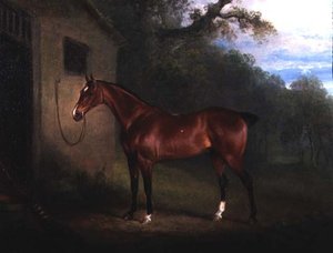 Porträt eines Bay Hunters, angebunden an einen Stall von Charles Henry Schwanfelder