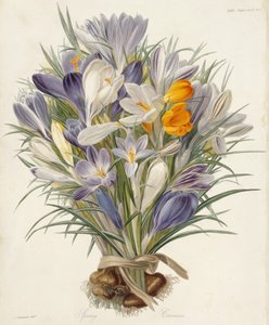 Frühlingskrokusse, Platte aus Transactions of the Horticultural Society, London, Bd. VII, 1830
