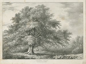 Lichfield - ["Dr. Johnsons"] Weidenbaum von Charles Joseph Hullmandel
