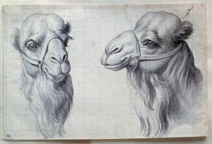 Studien von zwei Kamelköpfen