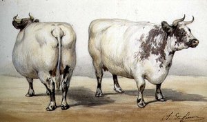 Studie von zwei Langhornkühen