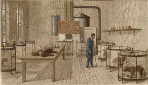 Hunde in Käfigen im Labor von Louis Pasteur