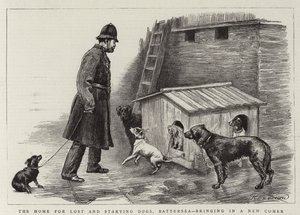 Das Heim für verlorene und hungernde Hunde, Battersea, bringt einen Neuling herein