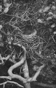 Nest der Elster, ca. 1882, 1912