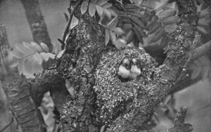 Junge Schwanzmeisen, die aus dem Nest schauen, ca. 1882, 1912 von Charles Reid