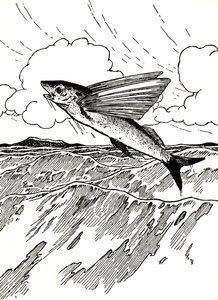 Der fliegende Fisch, 1912 von Charles Robinson
