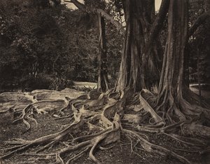 Gummibaum, Assam, Indien (Ficus Elastica)