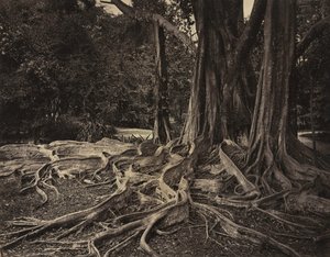 Gummibaum, Assam, Indien Ficus Elastica, ca. 1880er Jahre