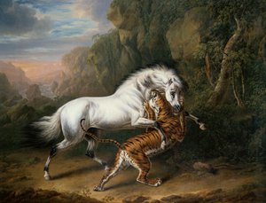 Ein Tiger greift einen arabischen Hengst an