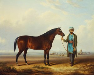 Ein arabischer Hengst, gehalten von einem Stallburschen, mit einem Lager im Hintergrund