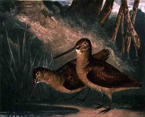 Waldschnepfen, Platte 4 von British Feather Game, graviert vom Künstler, veröffentlicht von R. Ackermann, ca. 1810 von Charles Turner