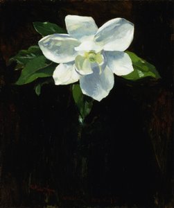 Magnolie, 1895