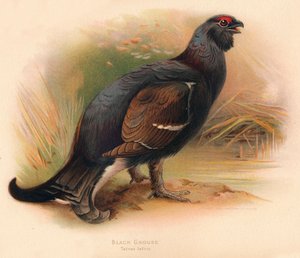 Birkhuhn Tetrau tetrix, 1900