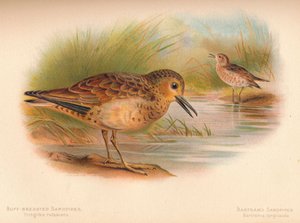 Sandstrandläufer Tringites rufescens, Bartrams Strandläufer Bartramia longicauda, 1900 von Charles Whymper
