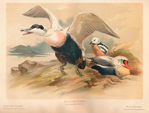 Eiderente Somateria mollissima, Stellersche Eiderente Heniconnetta stelleri, Königseiderente Somateria