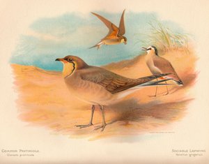 Rotflügel-Brachschwalbe Glareola pratincola, Steppenregenpfeifer Vanellus gregarius, 1900 von Charles Whymper
