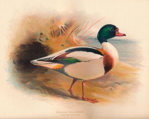 Brandgans Tadorna cornuta, 1900 von Charles Whymper