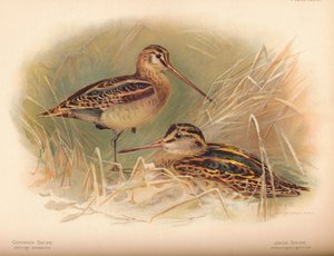 Bekassine Gallinago scolopacina, Zwergschnepfe Limnocryptes gallinula