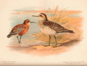 Sichelstrandläufer Tringa subarquata, Sibirischer Strandläufer Heteropygia acuminata von Charles Whymper