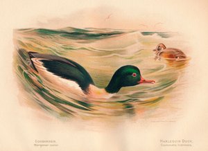 Gänsesäger Merganser castor, Harlekinente Cosmonetta histrionica von Charles Whymper