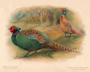 Japanischer Fasan Phasaianus versicolor, Ringfasan Phasaianus torquatus, 1900, 190