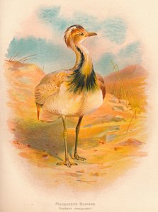 Macqueens Trappe Houbara macqueeni, 1900