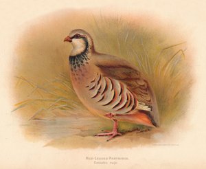 Rothuhn (Caccabus rufa), 1900