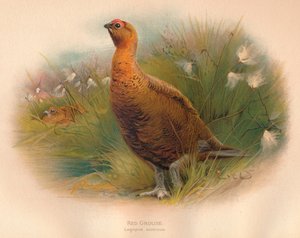 Moorschneehuhn Lagopus scoticus, 1900