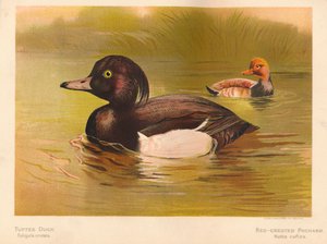Reiherente Fuligata cristata, Kolbenente Netta rufina, 1900 von Charles Whymper