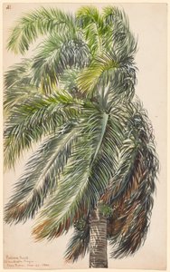 Palma Real von Charles de Wolf Brownell