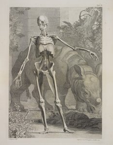 Skelett und Nashorn, Tafeln des Skeletts und der Muskeln des menschlichen Körpers, von Bernhard Siegfried Albinus