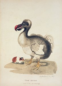 Studie eines Dodos und eines Meerschweinchens, 1847 von Charlotte Augusta Spencer Churchill