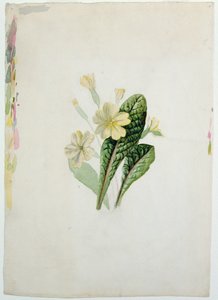 Studie einer Primel, ca. 1830 von Charlotte Bronte