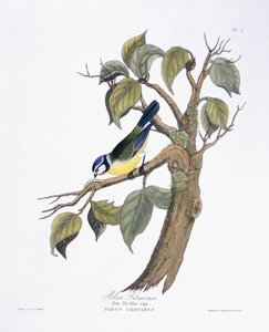 Blaumeise