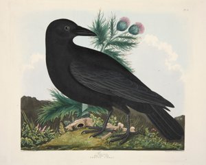 Rabe, Corvus Corai, veröffentlicht 1835