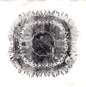Pflanzenzellen von Charlotte Orr