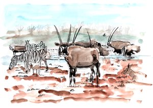 Safari, 2018 von Charlotte Orr