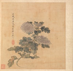 Chrysantheme