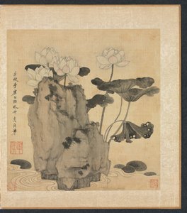Lotus und Felsen