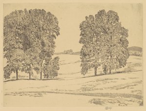 Hickories in einem Heufeld
